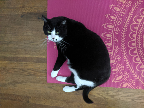 Black and white tuxedo cat on a pink mat.