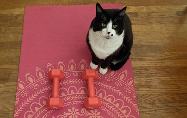 Black and white sitting next to pink hand weights on yoga mat.