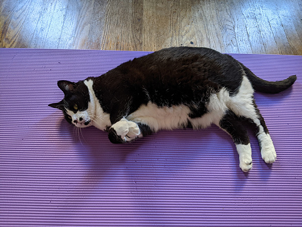 Chonky tuxedo cat lying on a purple exercise mat.