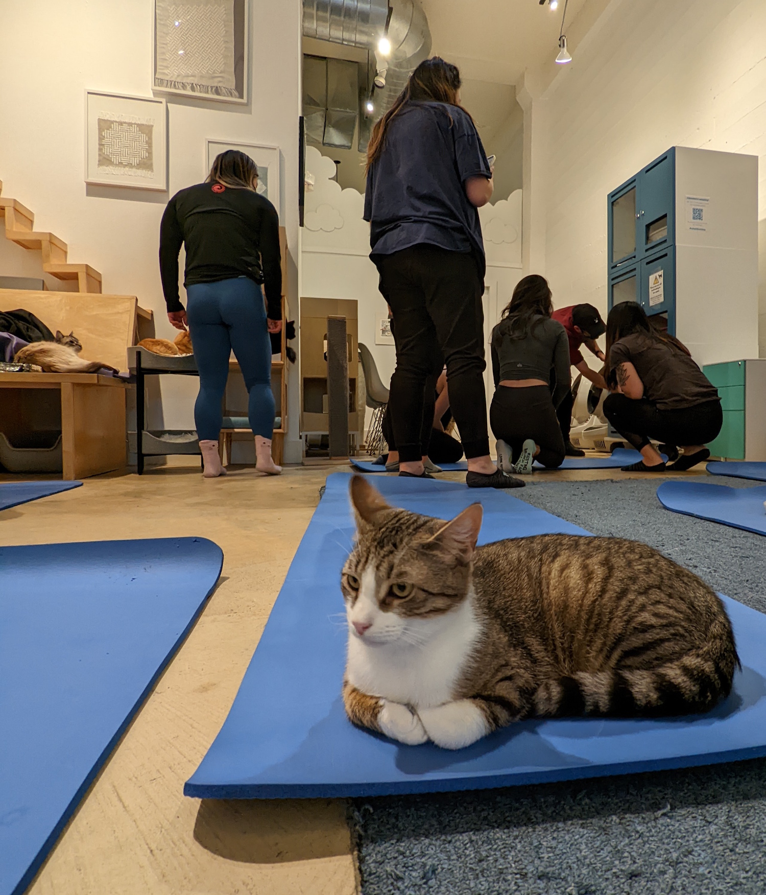 Group of people sitting on mats surrounded by cats.