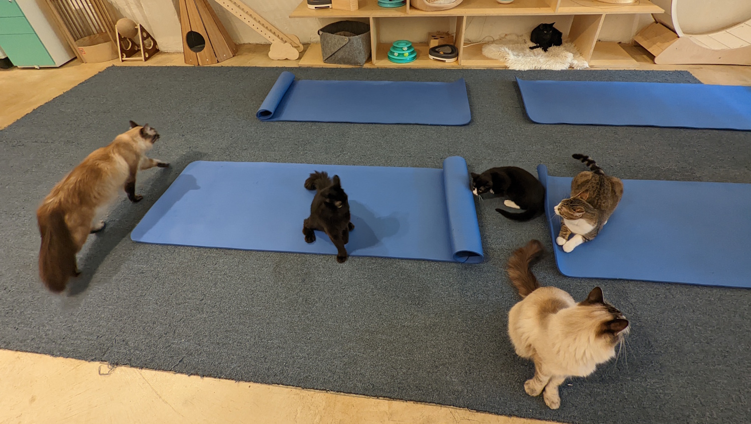 Purrlates attendees preparing for mat class at KitTea Cafe.