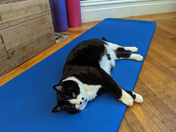 Black and white tuxedo cat laying on a blue exercise mat.