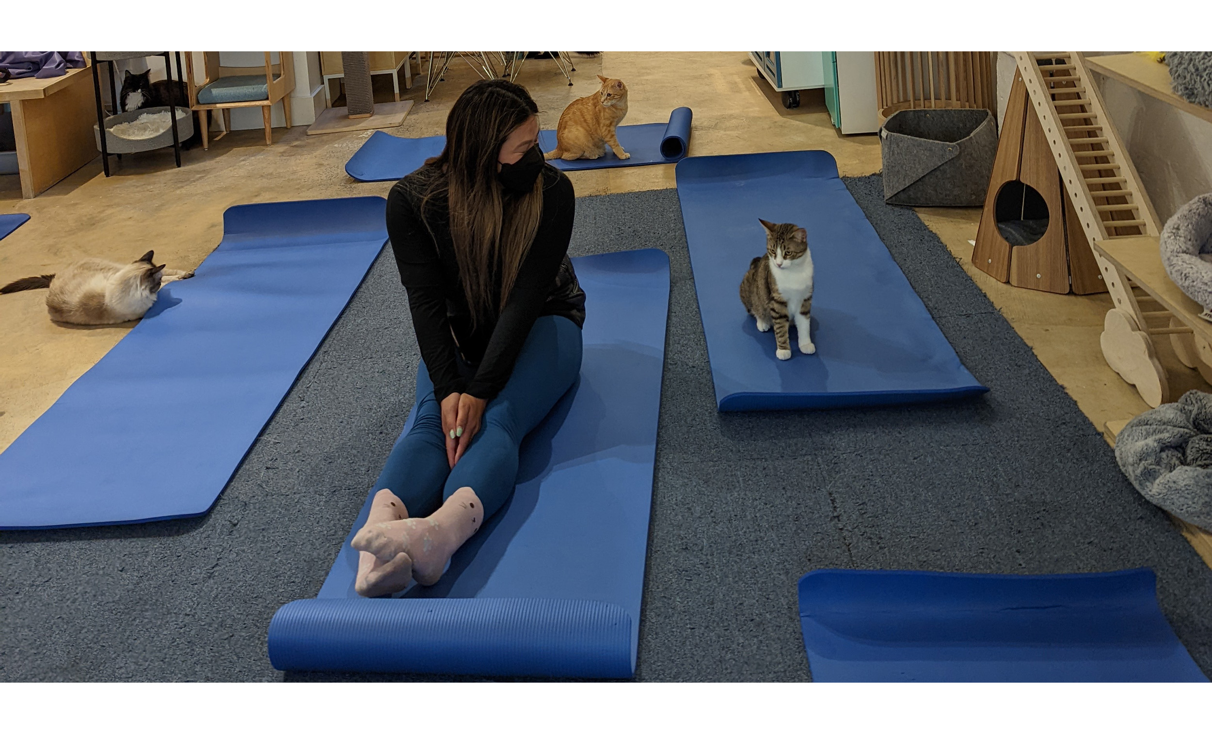 A person sits on a yoga mat waiting for purrlates class to start surrounded by cats.