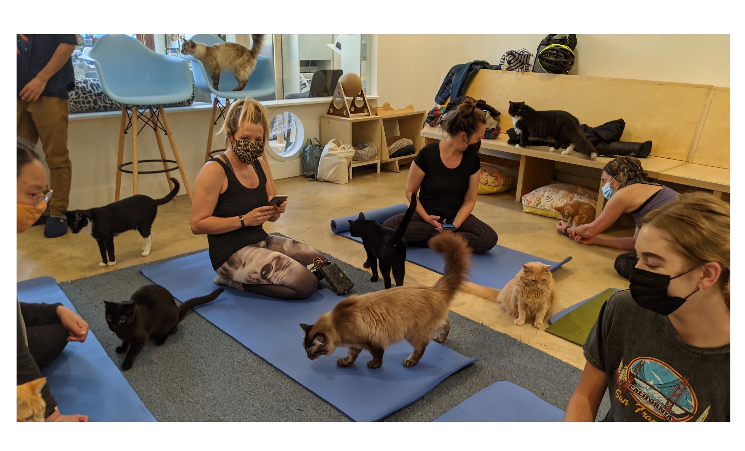 Cats and people sitting on mats at KitTea Cafe getting ready for a purrlates mat class