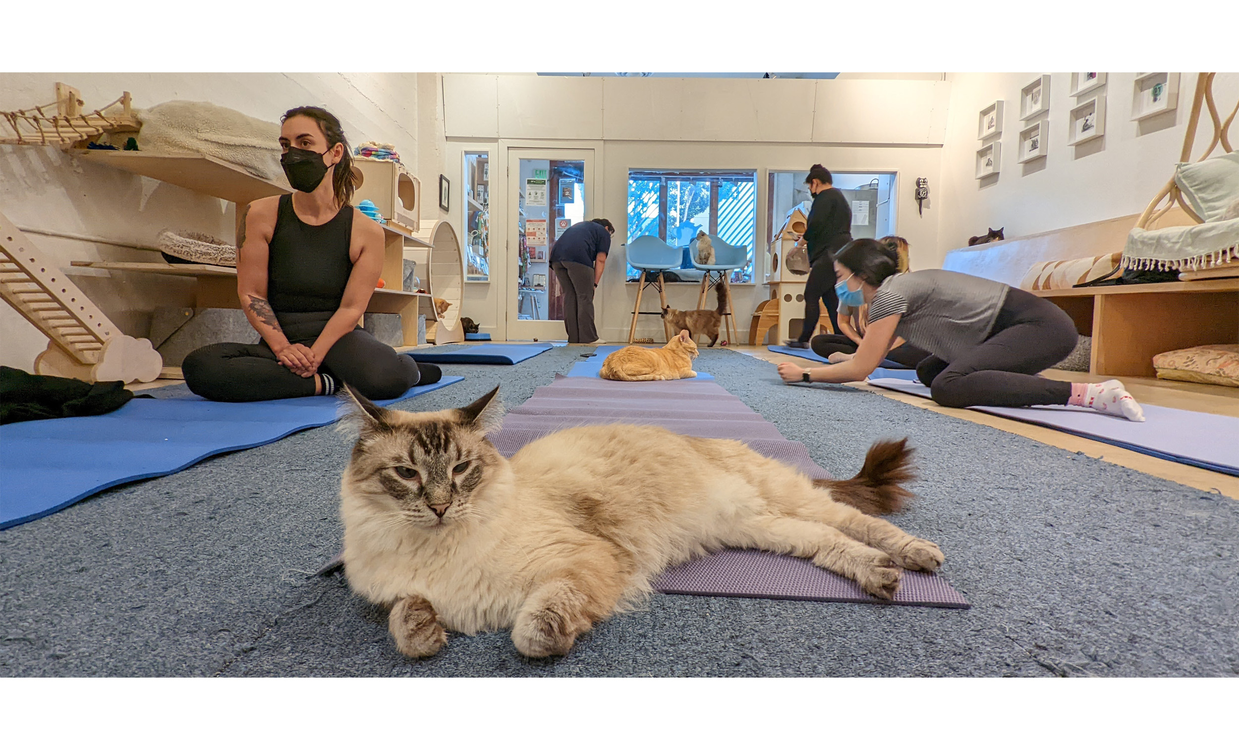 A large fluffy, cream colored cat lies in front of exercise mats at KitTea Cafe before purrlates mat class.