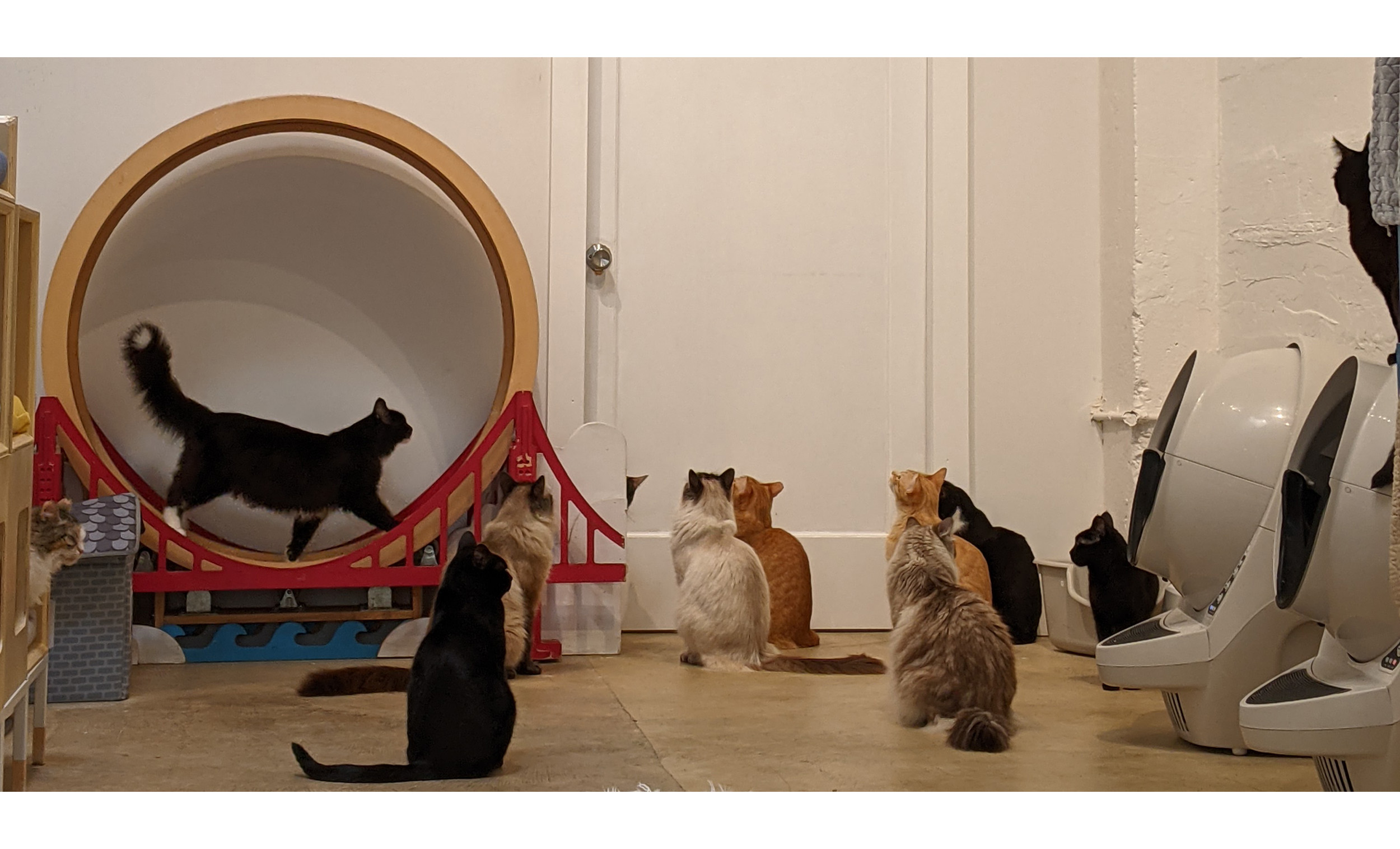 A group of cats looking up waiting for treats at KitTea Cafe in San Francisco.