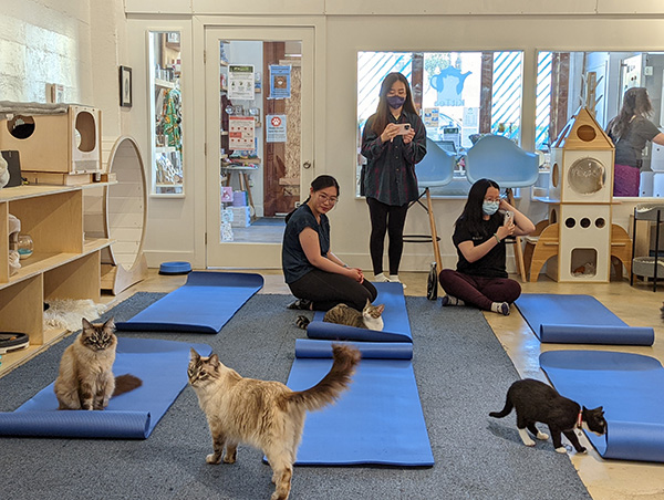 People standing behind blue yoga mats mingling with cats.