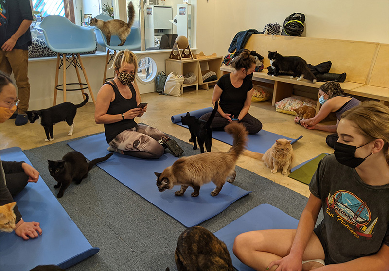 People standing behind blue yoga mats mingling with cats.