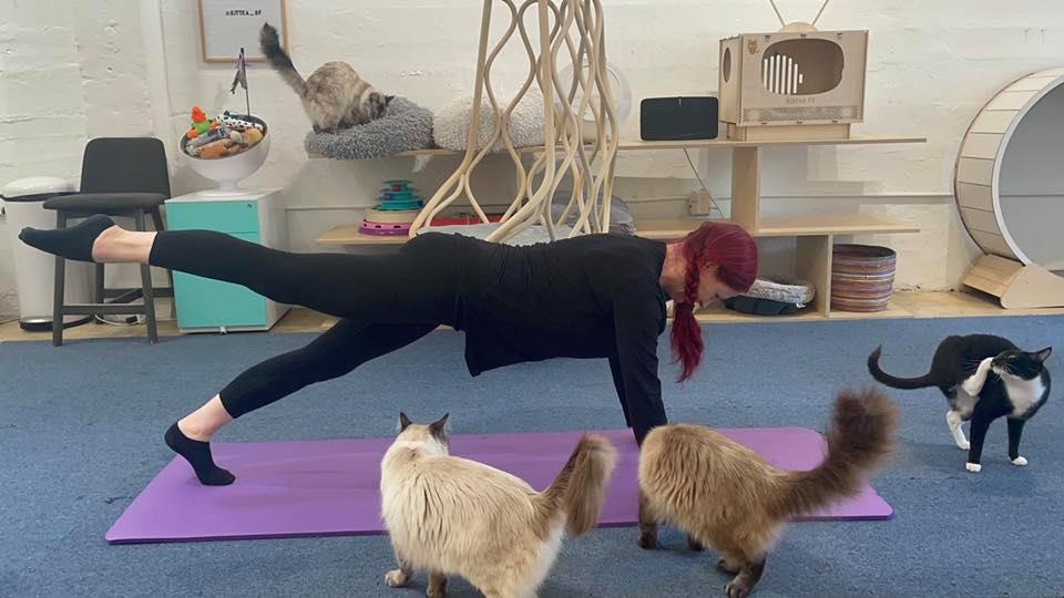 Cats inspecting blue yoga mats before Purrlates class at KitTea Cafe in San Francisco.